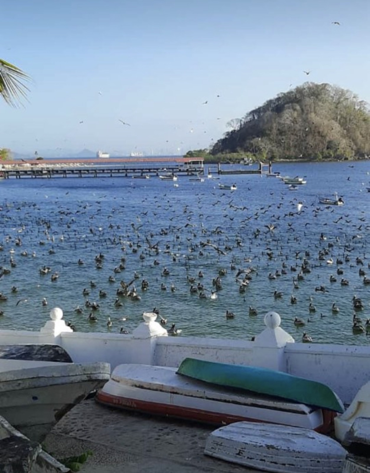 Cientos de aves marinas junto al muelle de Taboga durante el cierre por la pandemia de 2020, cuando la ausencia de visitantes permitió su regreso a la costa.